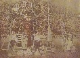 Elvy familiy at fruit harvest circa 1900